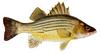 Yellow Bass (Morone mississippiensis) - Wiki