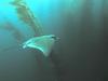 Bat Ray (Myliobatis californica)