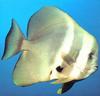 Batfish (Family: Ephippidae) with roundhead