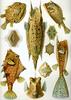 Longhorn Cowfish (Lactoria cornuta) - Wiki