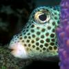Spotted trunkfish, Lactophrys bicaudalis