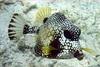 Smooth trunkfish, Lactophrys triqueter