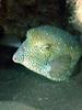 Boxfish (Family: Ostraciidae) - Wiki