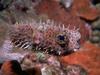 Boxfish (Family: Ostraciidae) - not sure