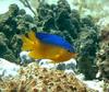 Cocoa Damselfish (Stegastes variabilis) - Wiki