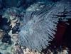 damselfishes and sea anemone