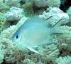 Pale Damselfish (Amblyglyphidodon indicus) - Wiki