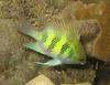 Staghorn Damselfish (Amblyglyphidodon curacao)