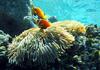 Clownfish (Subfamily: Amphiprioninae) - Wiki