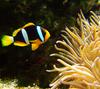 Clark's anemonefish (Amphiprion clarkii) - Wiki