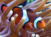 Percula Clownfish (Amphiprion percula) - Wiki