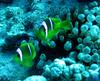 Red Sea Clownfish (Amphiprion bicinctus) - Wiki