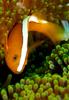 Orange Skunk Clownfish (Amphiprion sandaracinos) - Wiki