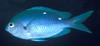 New Zealand Demoiselle (Chromis dispilus) - Wiki