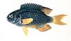 Sapphire Damselfish (Pomacentrus pavo)