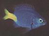 Yellowtail Damselfish (Microspathodon chrysurus)