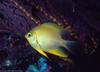 Golden Damselfish (Amblyglyphidodon aureus)