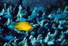 Ambon Damselfish (Pomacentrus amboinensis) with Blue Chromis