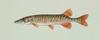 American Pickerel (Esox americanus) - Wiki