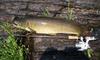 Bowfin (Amia calva) - Wiki