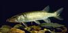 Chain Pickerel (Esox niger) - Wiki