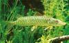 Pike (Family: Esocidae) - Wiki