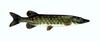 Northern Pike (Esox lucius)