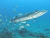 Great Barracuda (Sphyraena barracuda) with jacks