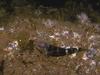 Goby (Family: Gobiidae)