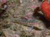 Goby (Family: Gobiidae)
