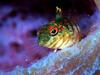Goby (Family: Gobiidae)