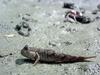 Mudskipper (Family: Gobiidae, Subfamily: Oxudercinae) - Wiki