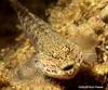 Bucchich's goby (Gobius bucchichi)