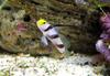 Black-ray Goby (Stonogobiops nematodes) - Wiki