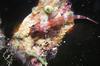 Coral Goby (Family: Gobiidae)
