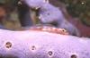 Coral Goby (Family: Gobiidae)