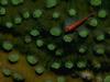 Coral Goby (Family: Gobiidae)
