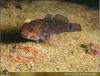 Rock Goby (Gobius paganellus)