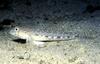 Slender Goby (Gobius geniporus)