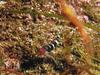 Goby (Family: Gobiidae)