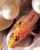 Goby (Family: Gobiidae)
