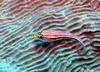 Tropical Striped Triplefin (Helcogramma striatum) - Wiki