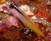 Yellow-and-black Triplefin (Forsterygion flavonigrum) - Wiki