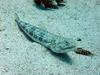 Variegated Lizardfish (Synodus variegatus) - Dahab, Red Sea