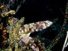 Lizardfish (Family: Synodontidae)