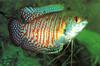 Dwarf Gourami (Colisa lalia)