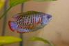 Dwarf Gourami (Colisa lalia) - blue morph