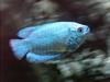 Gourami (Family: Osphronemidae) - Wiki