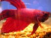 Siamese Fighting Fish (Betta splendens) - Wiki