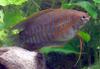 Thick-lipped Gourami (Colisa labiosus) - Wiki